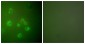 GRP78 Antibody